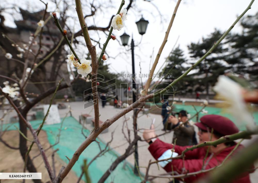 CHINA-BEIJING-PLUM BLOSSOM (CN)