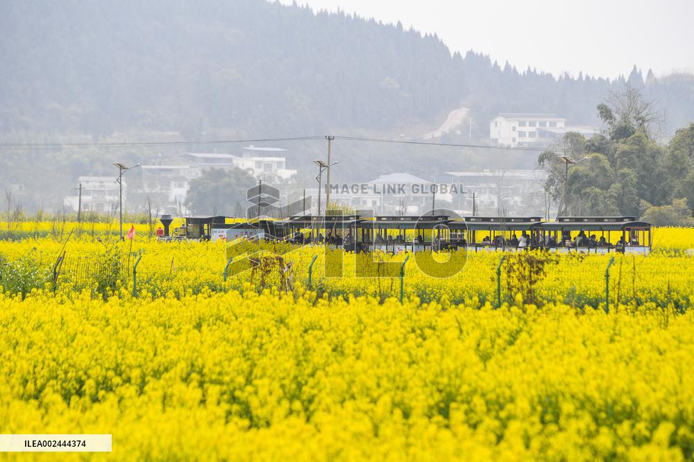 CHINA-CHONGQING-ECONOMY-OILSEED RAPE PLANTING (CN)