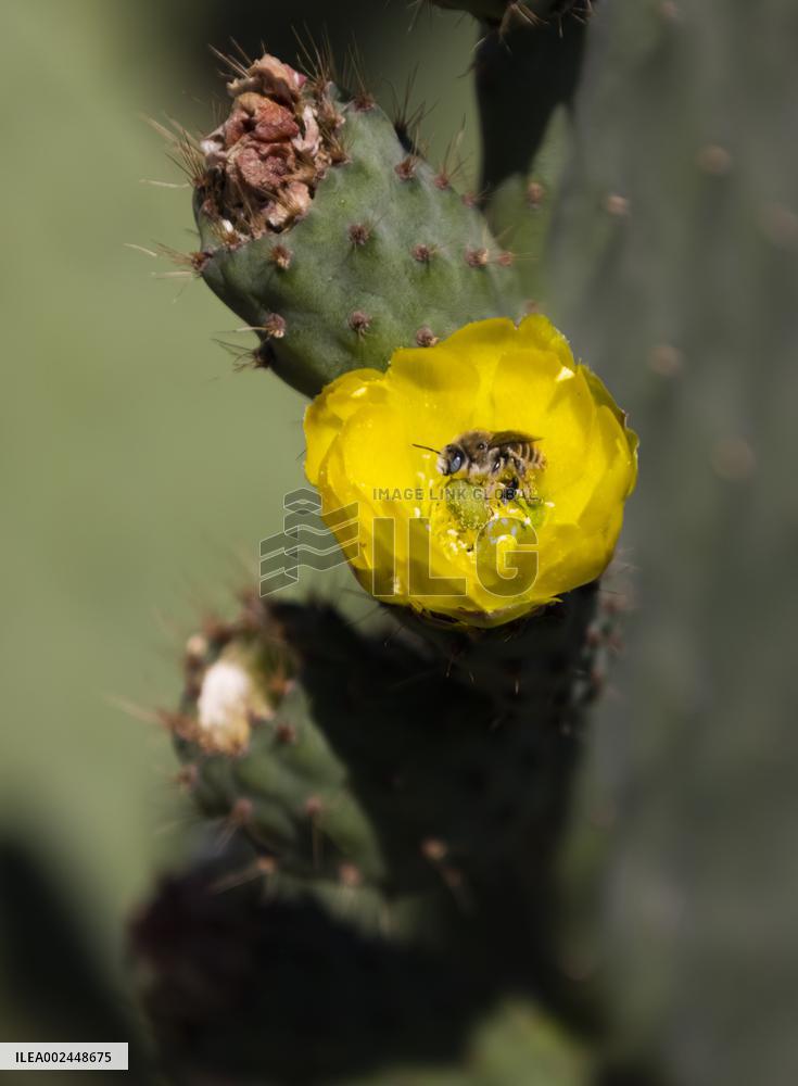 MEXICO-MEXICO CITY-TETELCO-CACTUS-FLOWERS