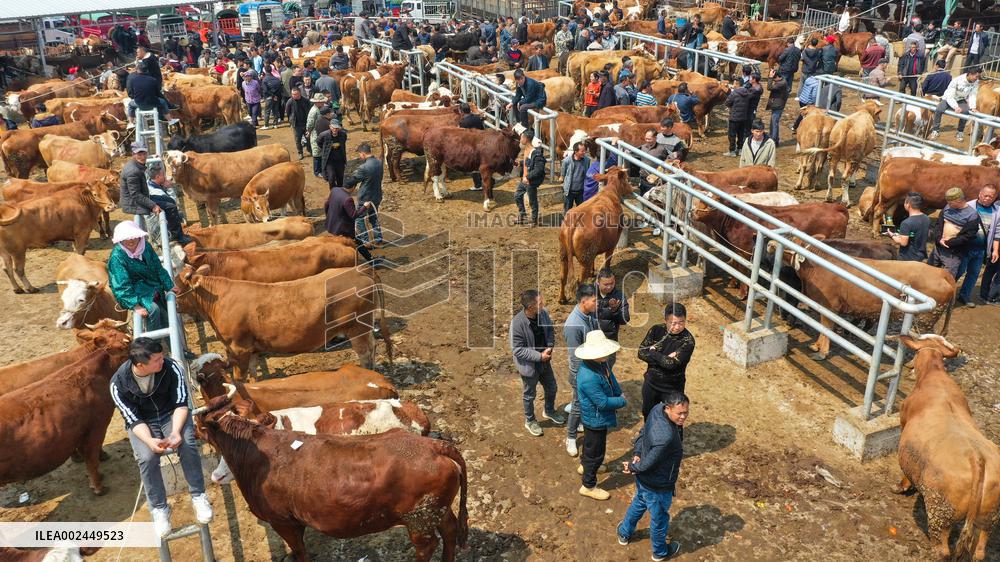 A Livestock Market in Qianxinan