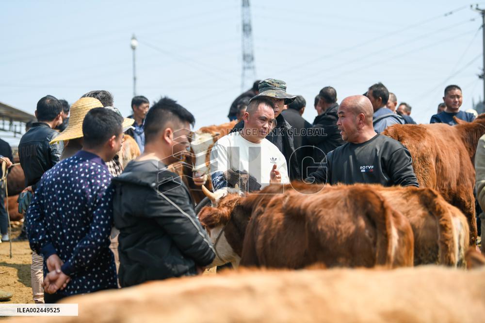 A Livestock Market in Qianxinan
