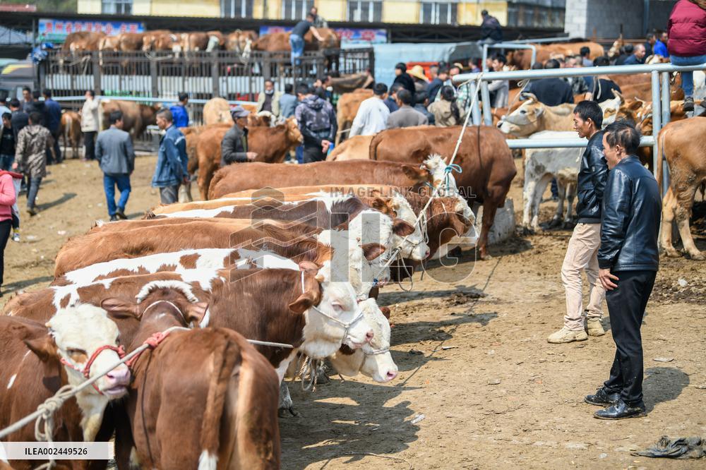 A Livestock Market in Qianxinan