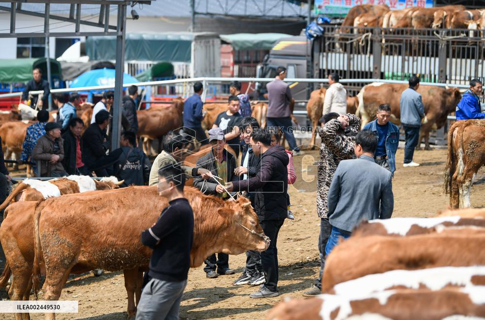 A Livestock Market in Qianxinan