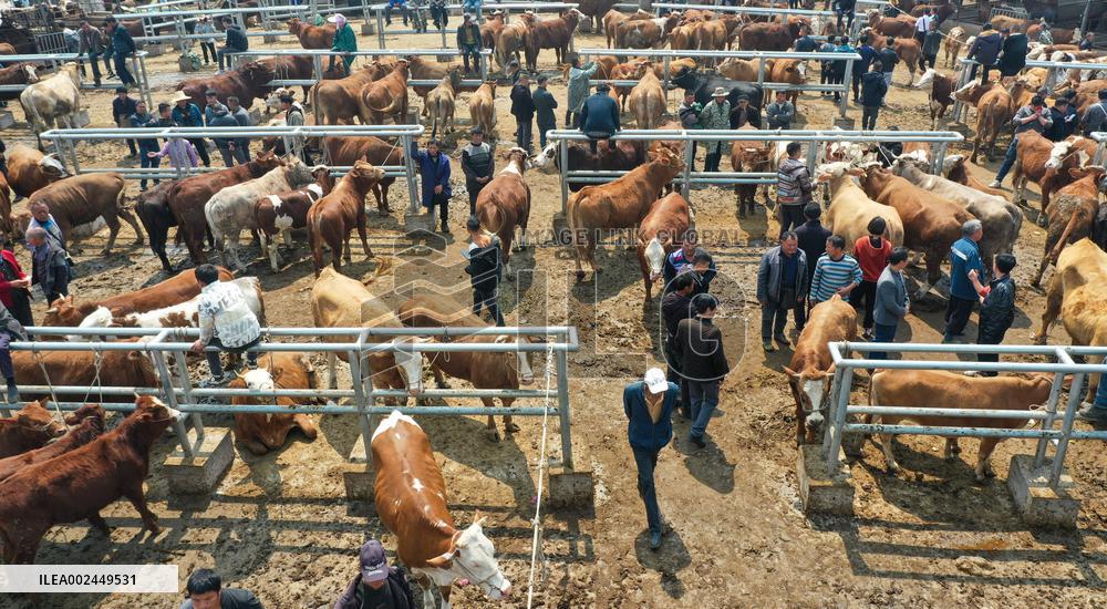 A Livestock Market in Qianxinan