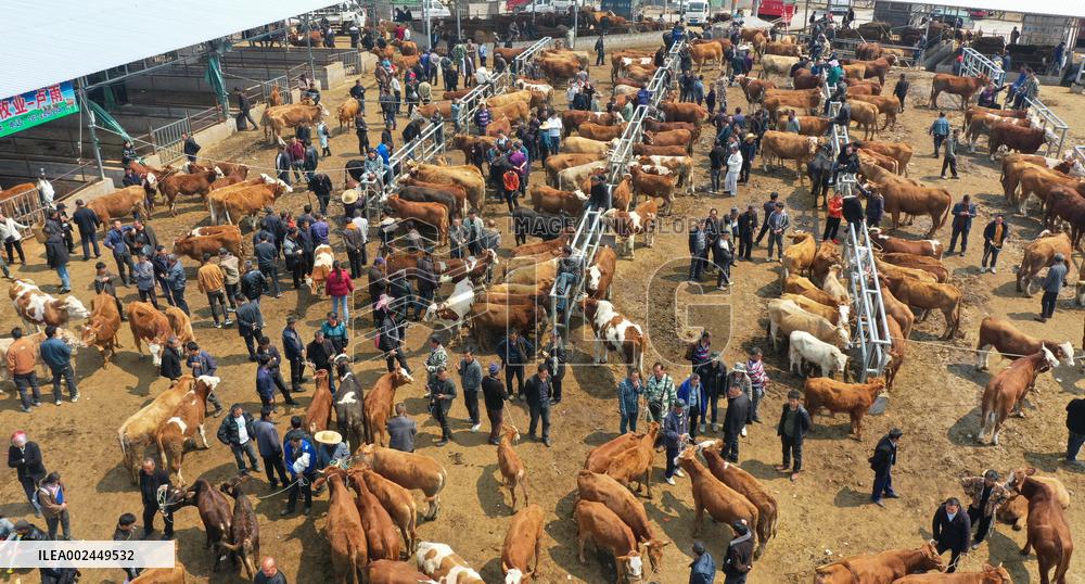 A Livestock Market in Qianxinan