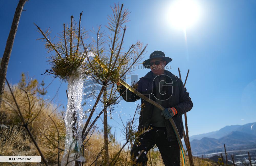 (InXizang) CHINA-XIZANG-LHASA-BARREN MOUNTAIN-TREE PLANTING (CN)