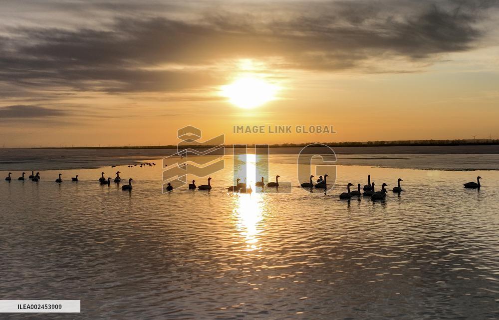 CHINA-LIAONING-WOLONG LAKE-BIRDS-MIGRATION (CN)