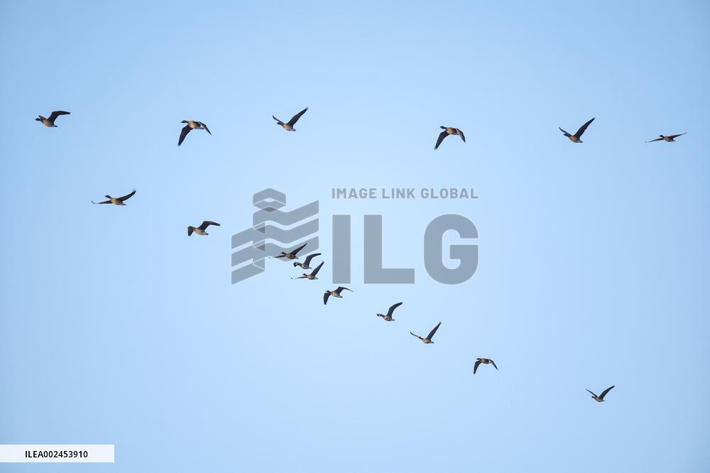 CHINA-LIAONING-WOLONG LAKE-BIRDS-MIGRATION (CN)