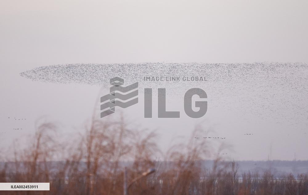 CHINA-LIAONING-WOLONG LAKE-BIRDS-MIGRATION (CN)