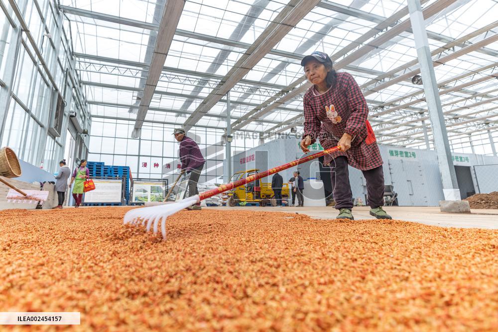 CHINA-CHONGQING-SEEDLING BREEDING (CN)