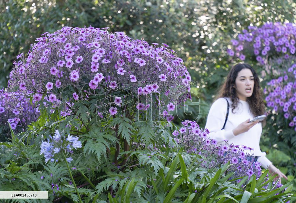 U.S.-SAN FRANCISCO-SPRING