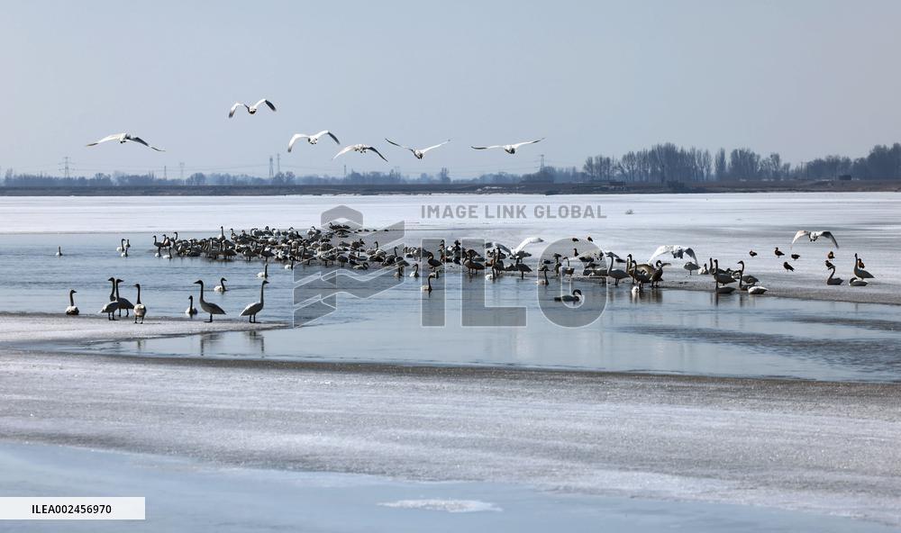 CHINA-INNER MONGOLIA-YELLOW RIVER SHOAL-BIRDS (CN)