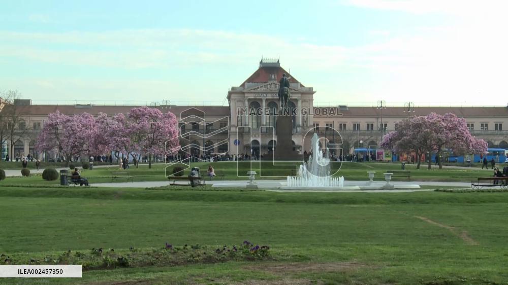 Magnolia trees bloom in Zagreb