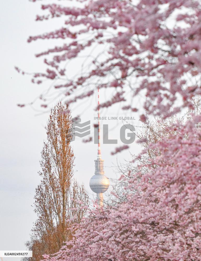 GERMANY-BERLIN-CHERRY BLOSSOM