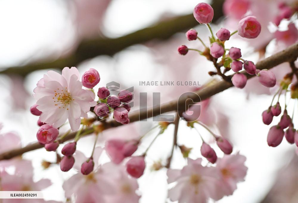GERMANY-BERLIN-CHERRY BLOSSOM