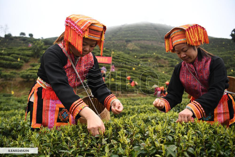 CHINA-GUANGXI-ZHAOPING-TEA-HARVEST (CN)