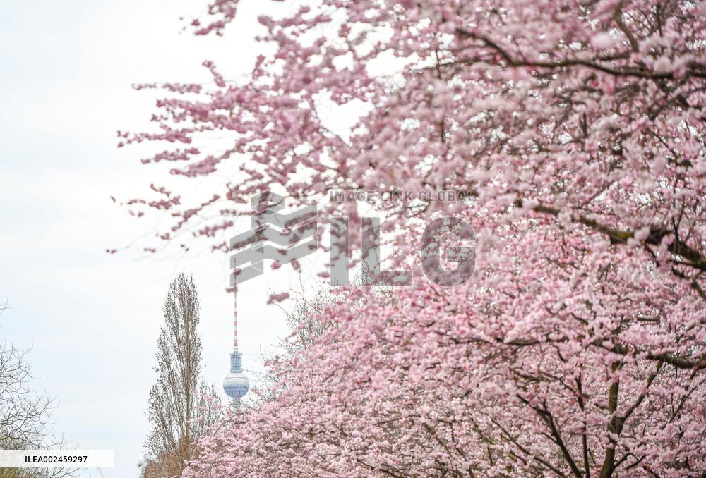 GERMANY-BERLIN-CHERRY BLOSSOM