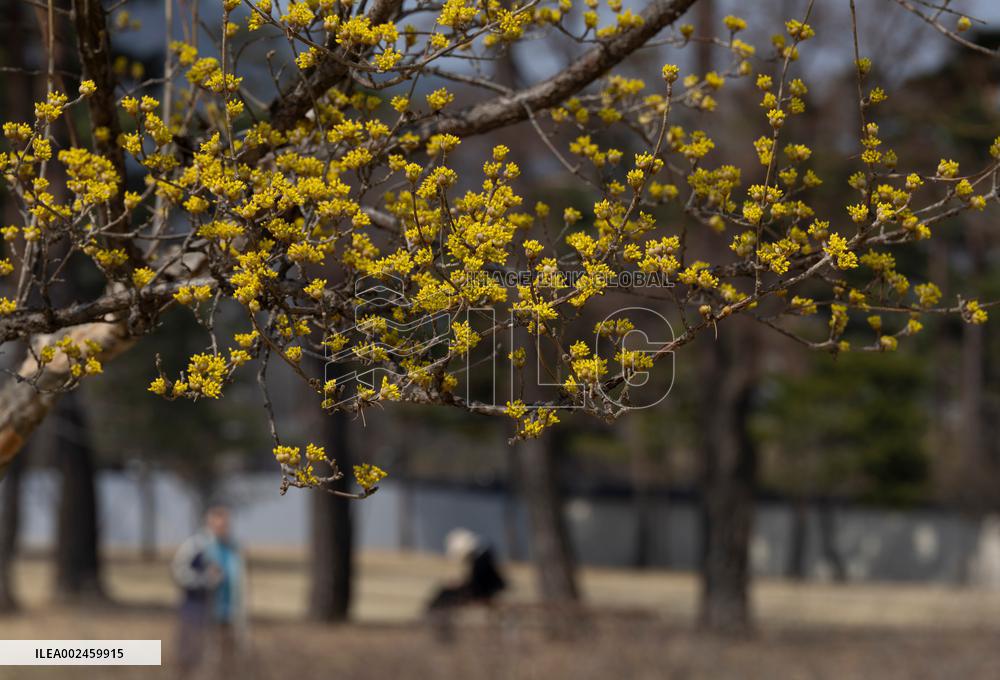 SOUTH KOREA-SEOUL-GYEONGBOKGUNG PALACE-SCENERY