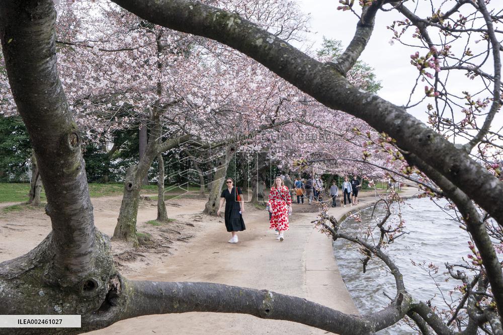The National Park Service has announced a three-year $113 million sea wallrehabilitation projectaround the Tidal Basin, forcing