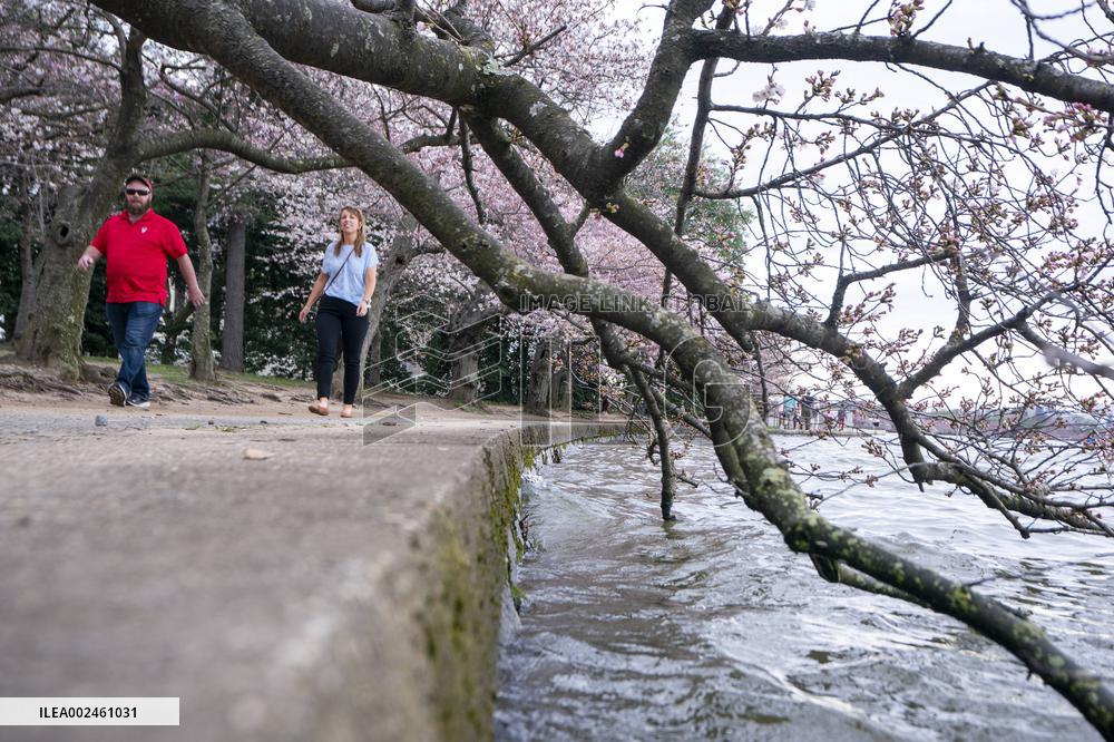 The National Park Service has announced a three-year $113 million sea wallrehabilitation projectaround the Tidal Basin, forcing