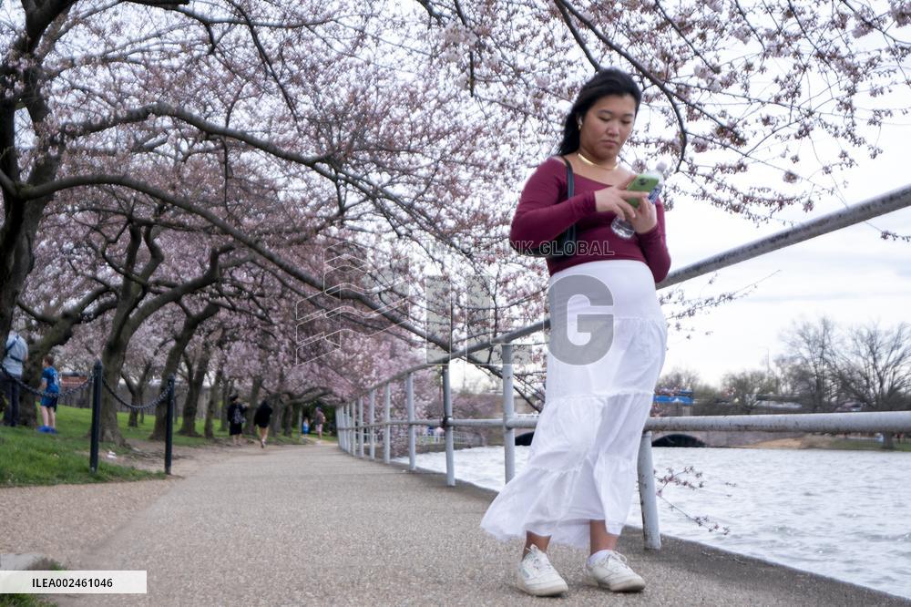 The National Park Service has announced a three-year $113 million sea wallrehabilitation projectaround the Tidal Basin, forcing