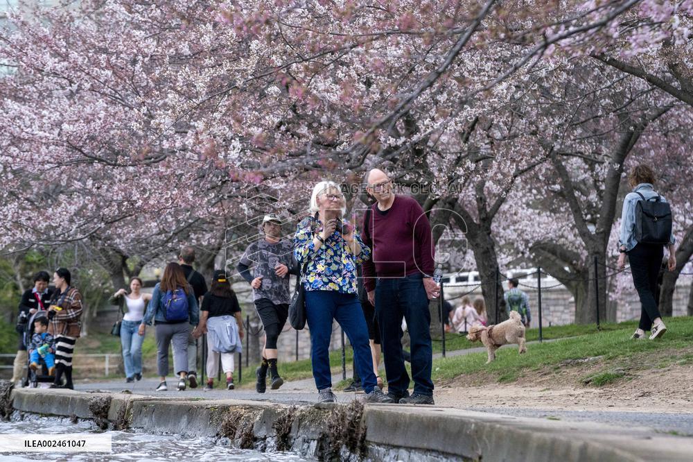 The National Park Service has announced a three-year $113 million sea wallrehabilitation projectaround the Tidal Basin, forcing
