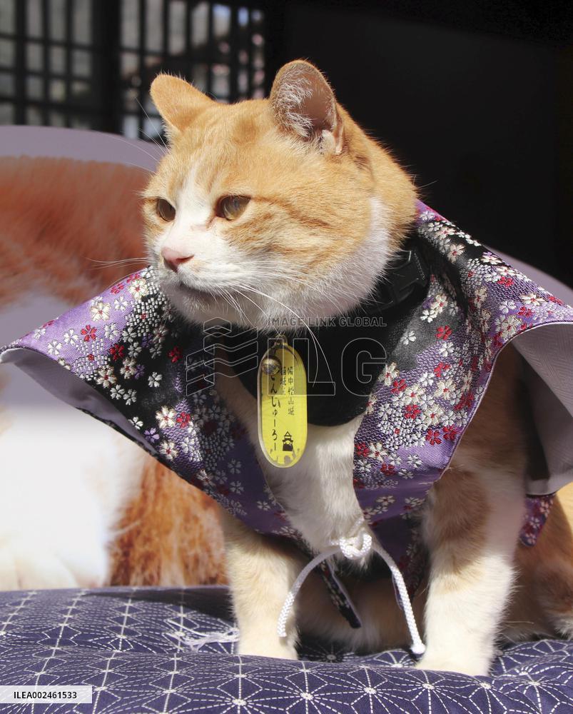 Stray cat "lord" of ancient castle in western Japan