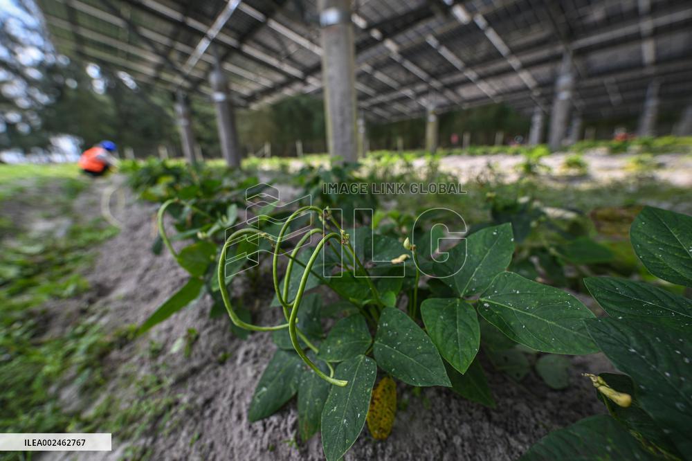CHINA-HAINAN-WENCHANG-PHOTOVOLTAIC POWER STATION-GREENHOUSE (CN)
