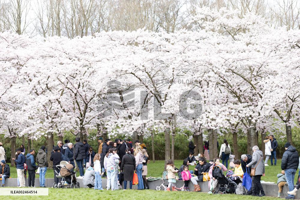 THE NETHERLANDS-AMSTELVEEN-CHERRY BLOSSOM