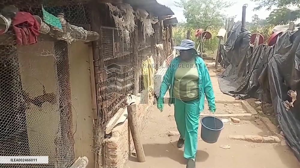 Zimbabwean farmers find fulfillment in rabbit breeding program