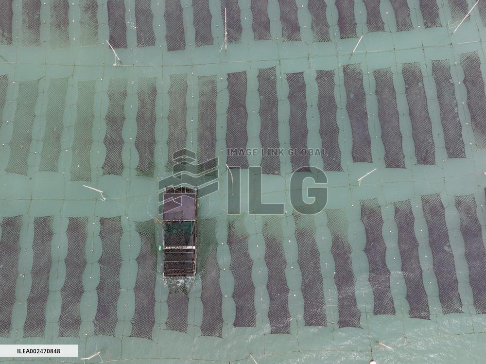 Seaweed Farmers in Lianyungang