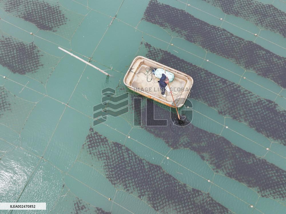 Seaweed Farmers in Lianyungang