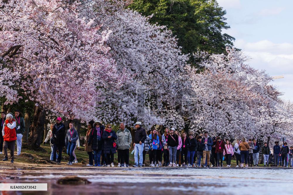 U.S.-WASHINGTON, D.C.-CHERRY BLOSSOMS