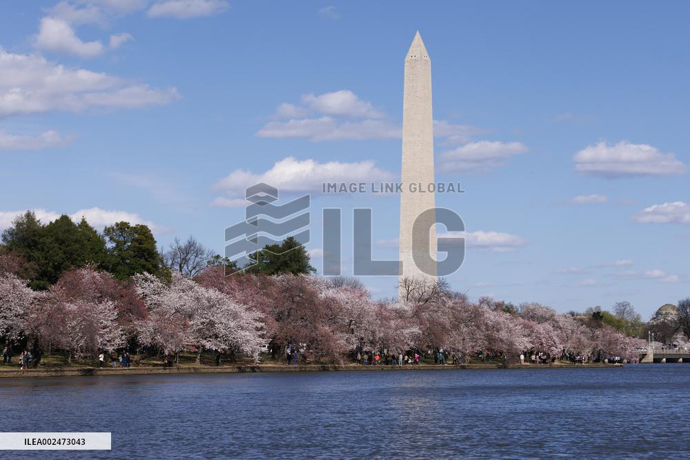 U.S.-WASHINGTON, D.C.-CHERRY BLOSSOMS