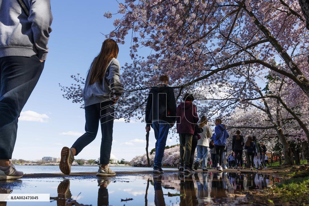 U.S.-WASHINGTON, D.C.-CHERRY BLOSSOMS