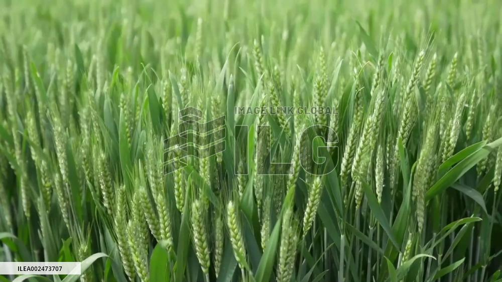 Sci-tech development empowers China's rural transformation