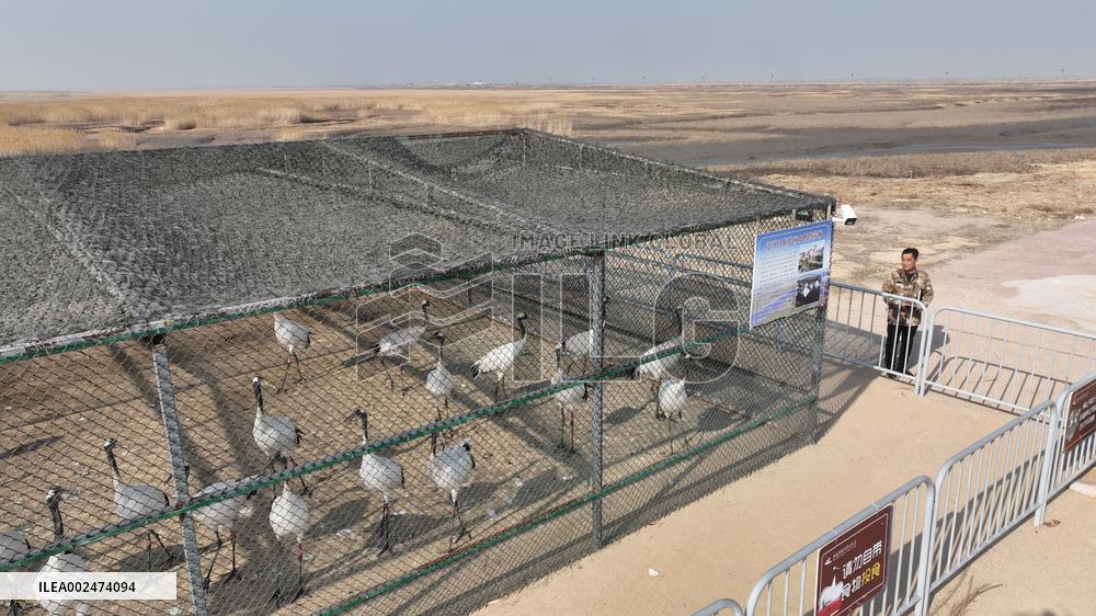 CHINA-LIAONING-PANJIN-RED-CROWNED CRANE-BREEDER (CN)