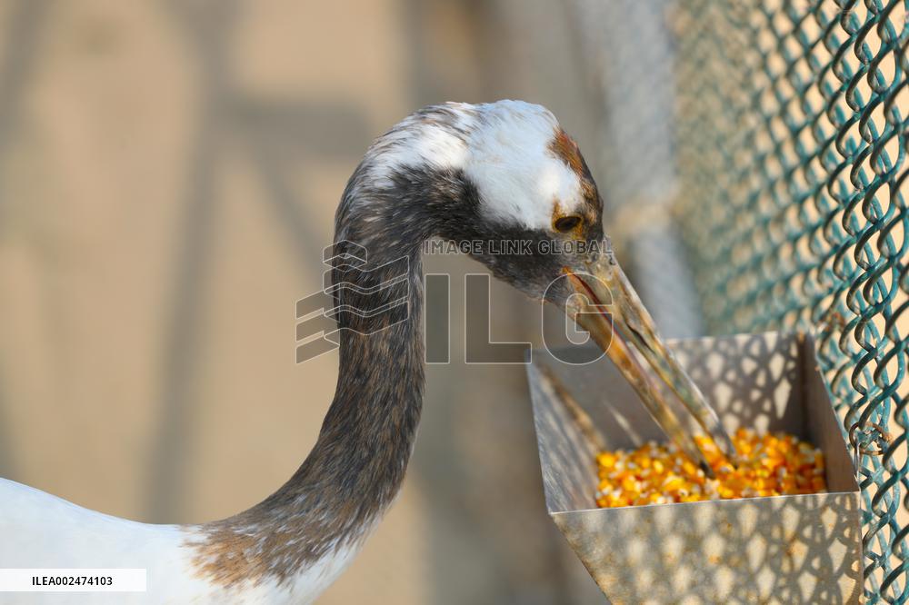 CHINA-LIAONING-PANJIN-RED-CROWNED CRANE-BREEDER (CN)