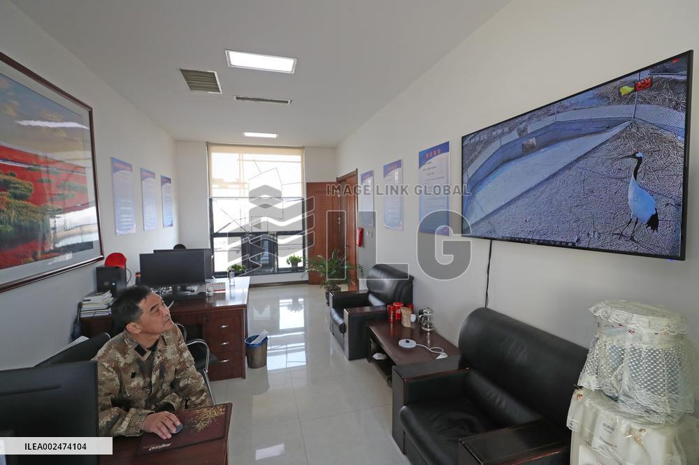 CHINA-LIAONING-PANJIN-RED-CROWNED CRANE-BREEDER (CN)