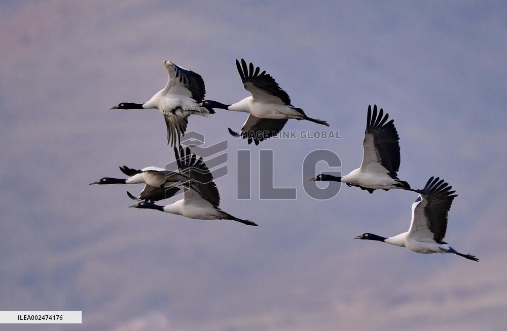 CHINA-XIZANG-BLACK-NECKED CRANES (CN)