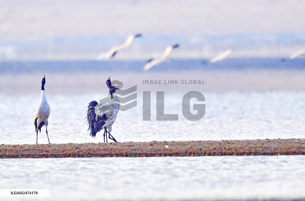 CHINA-XIZANG-BLACK-NECKED CRANES (CN)