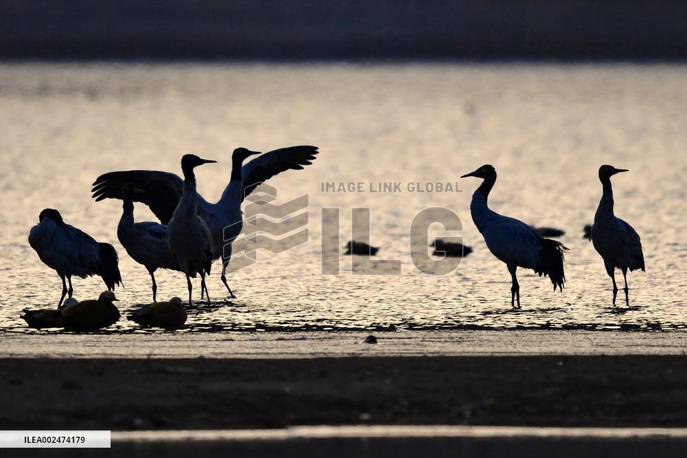 CHINA-XIZANG-BLACK-NECKED CRANES (CN)