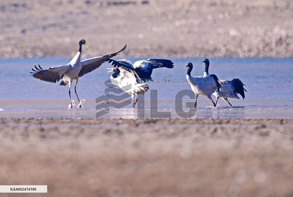 CHINA-XIZANG-BLACK-NECKED CRANES (CN)