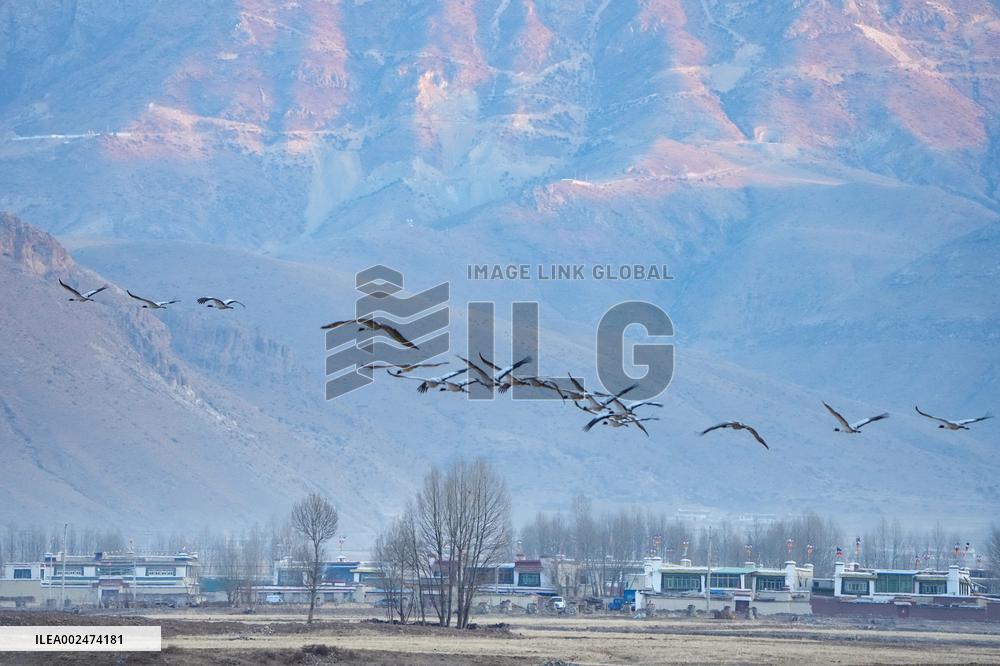 CHINA-XIZANG-BLACK-NECKED CRANES (CN)