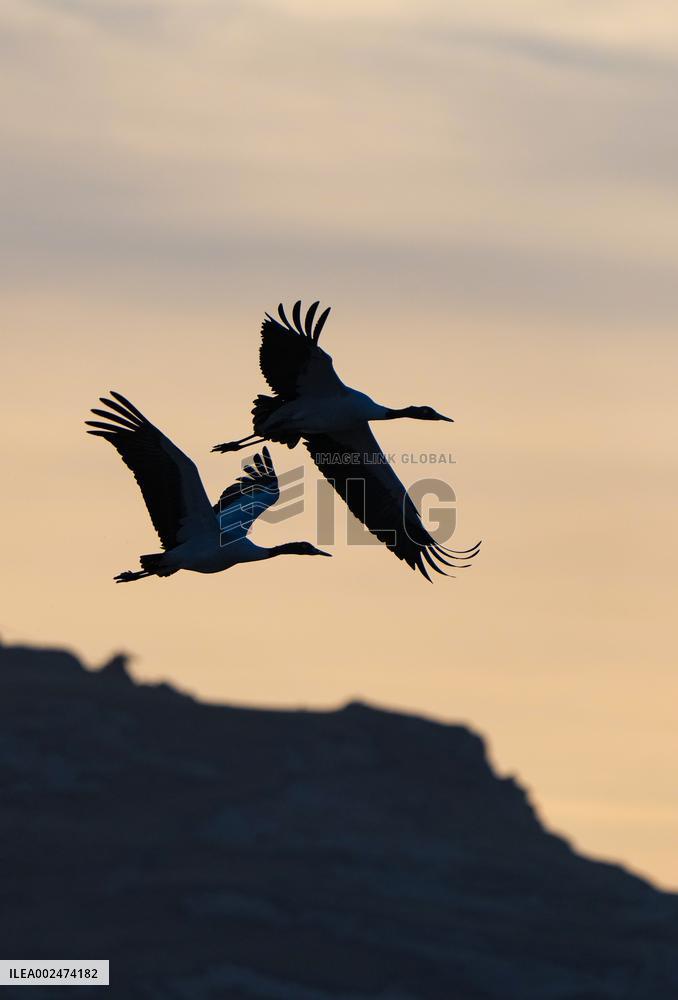 CHINA-XIZANG-BLACK-NECKED CRANES (CN)