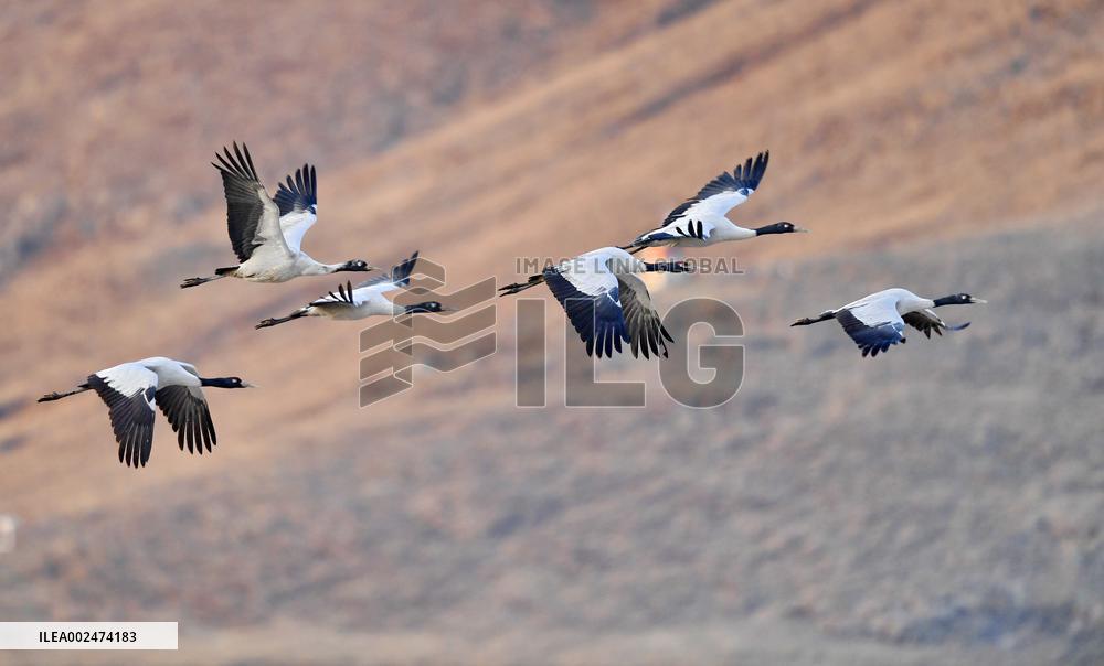 CHINA-XIZANG-BLACK-NECKED CRANES (CN)