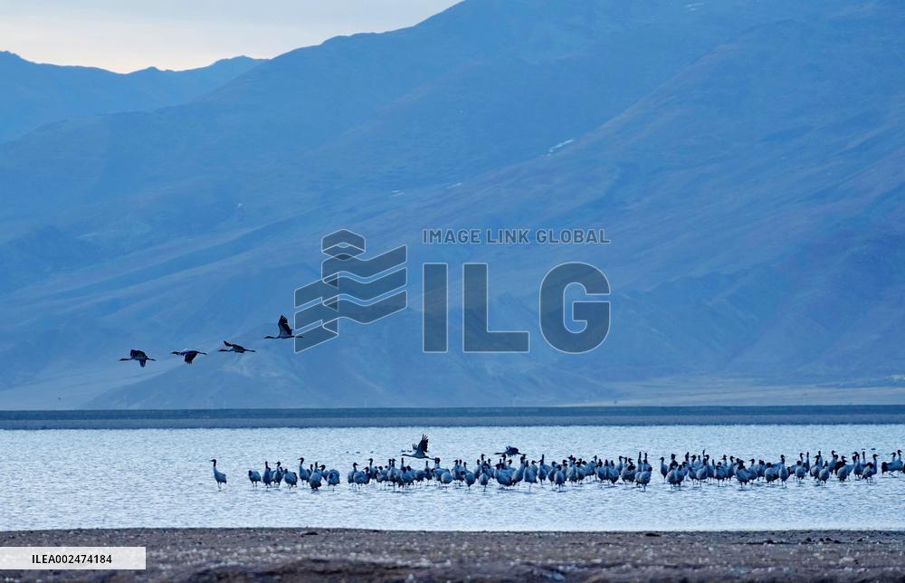 CHINA-XIZANG-BLACK-NECKED CRANES (CN)