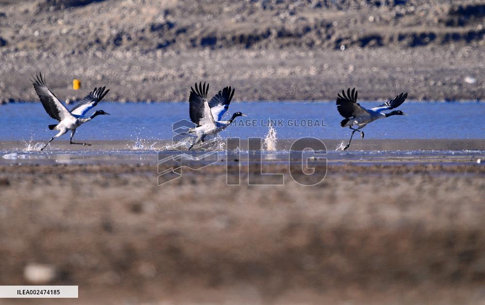 CHINA-XIZANG-BLACK-NECKED CRANES (CN)