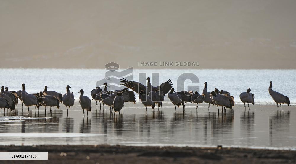 CHINA-XIZANG-BLACK-NECKED CRANES (CN)
