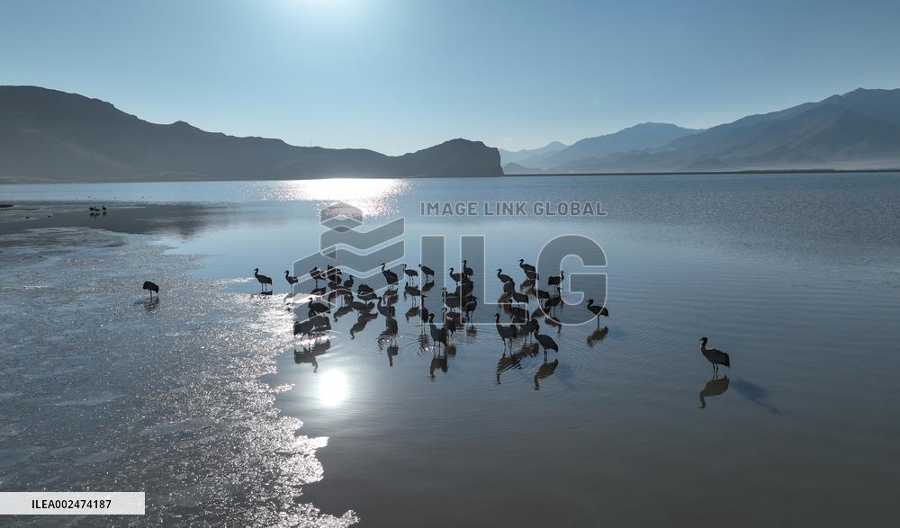 CHINA-XIZANG-BLACK-NECKED CRANES (CN)